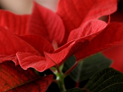 Julestjernen sådan passes den